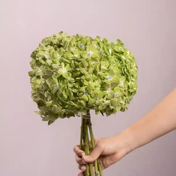 Bouquete Hortensia