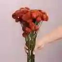 Bouquete Pinoquio