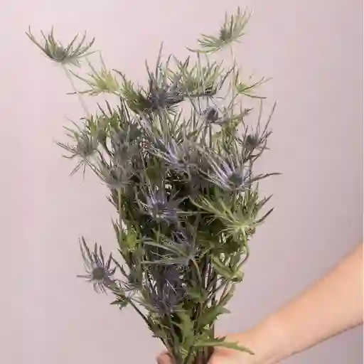 Bouquete Eryngium