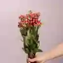 Bouquete Hipericum Rojo