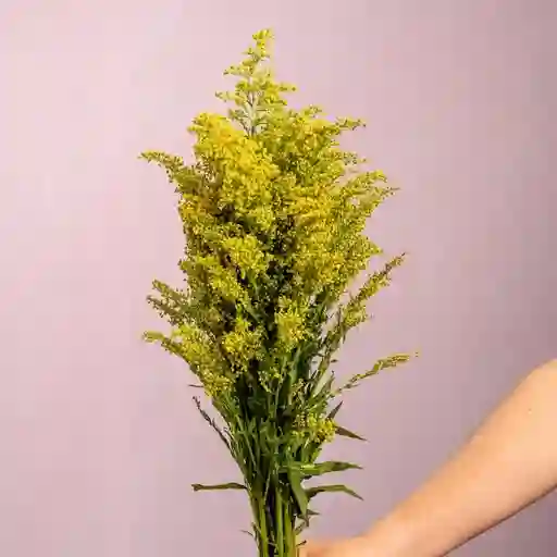 Bouquete Solidago