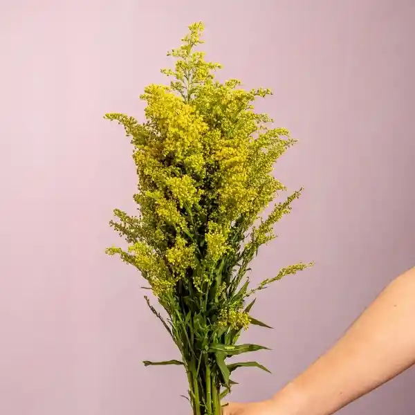 Bouquete Solidago