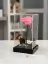 Preservada Acrilica