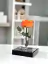 Preservada Acrilica