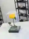 Preservada Acrilica