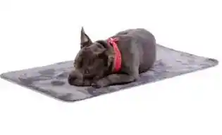 Cama Totto Portatil Plegable Sherpy L Grande Gris