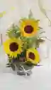 Girasol Primavera 2024