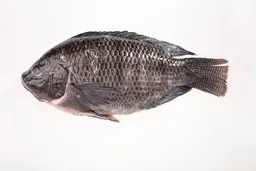 Mojarra Negra Fresca