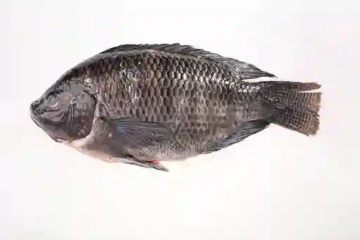 Mojarra Negra Fresca