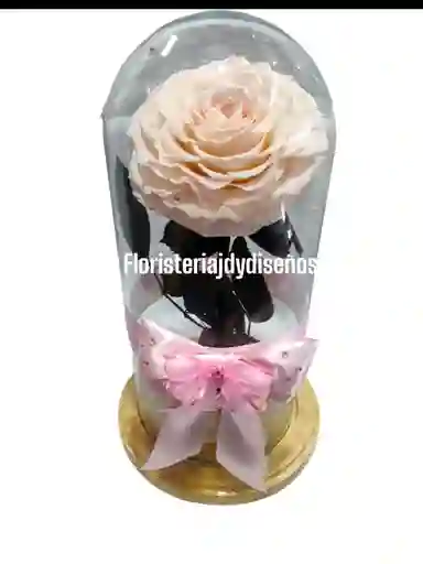 Preservada 4