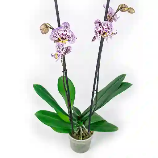 Planta Orquidea Phallaenopsis Premium 2 Varas