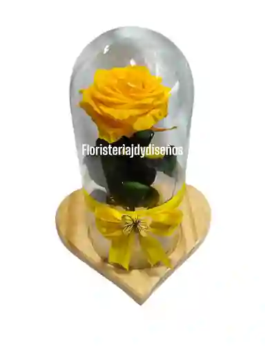 Preservada De Luz