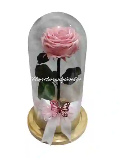 Rosa Preservada