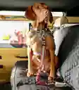 Correa Totto Para Perro Cinturón Seguridad Simba