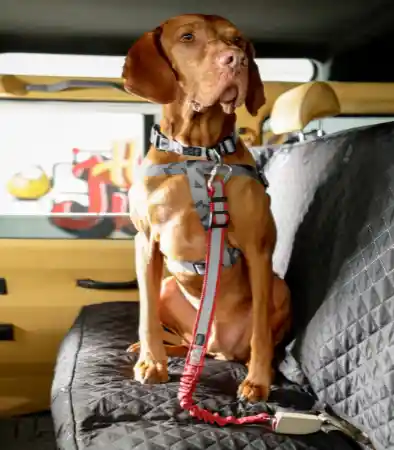 Correa Totto Para Perro Cinturón Seguridad Simba