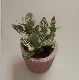 Fittonia Abre Caminos