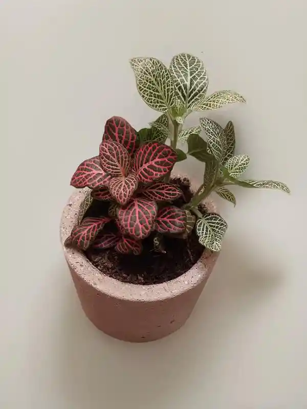 Fittonia Abre Caminos Rosada Y Verde