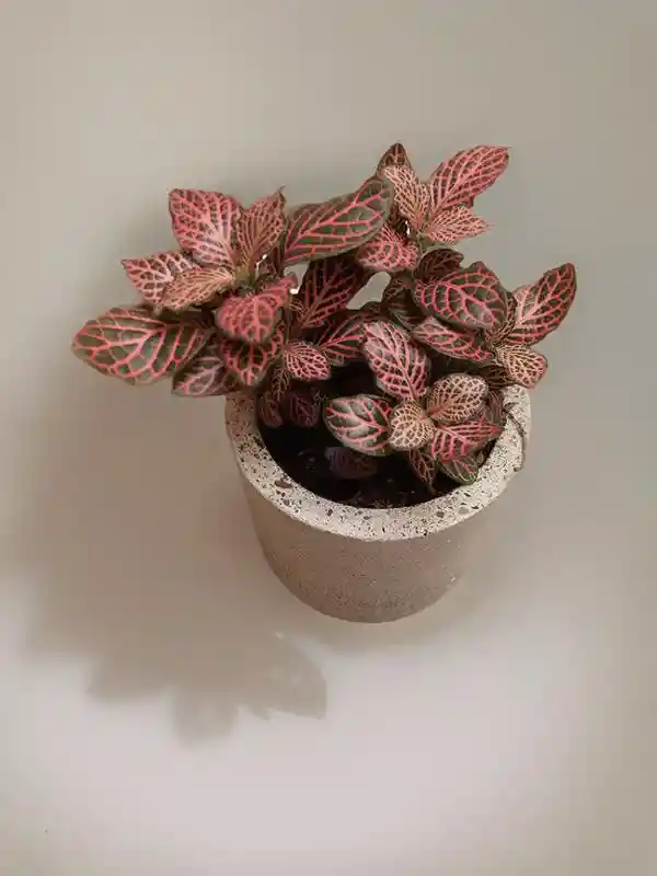 Fittonia Abrecaminos Rosada