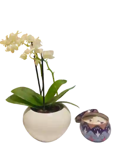 Combo Orquídea Mini Con Matera Y Vela Aromatizada