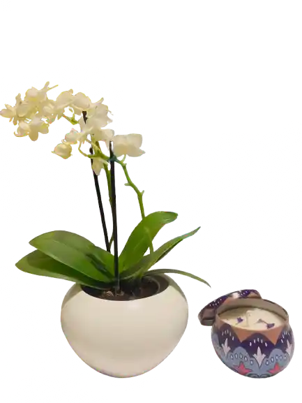 Combo Orquídea Mini Con Matera Y Vela Aromatizada