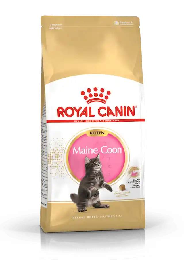 Concentrado Royal Canin Kitten Maine Coon 2kg