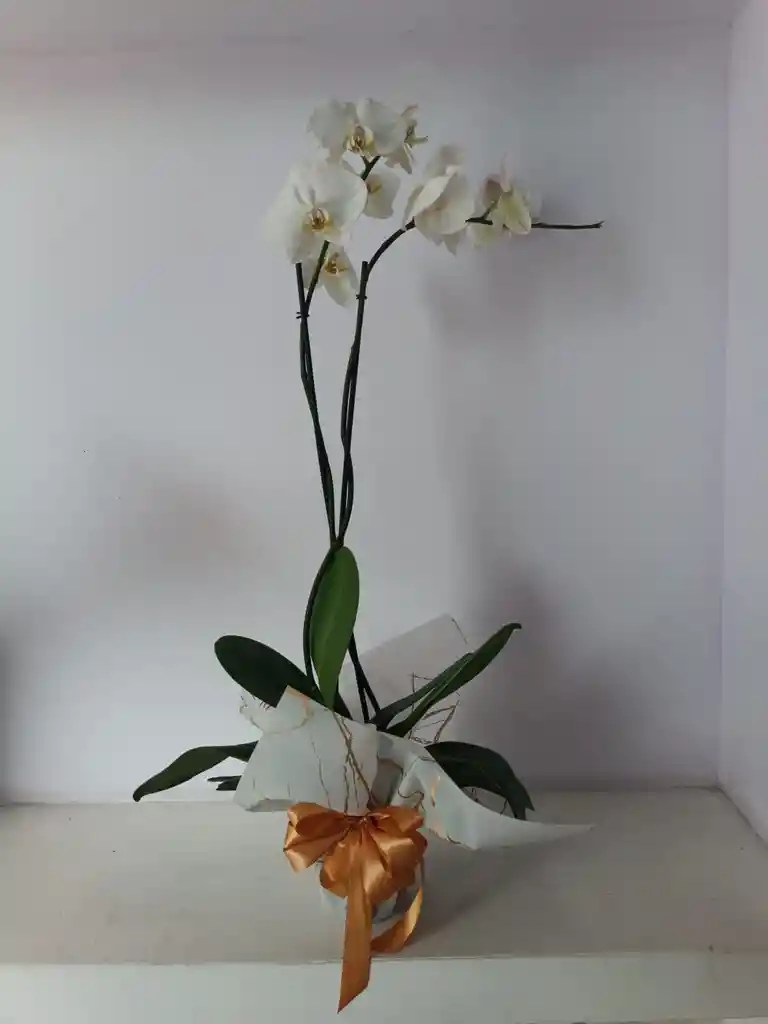 Orquidea Phalaenopsis(falenopsis)