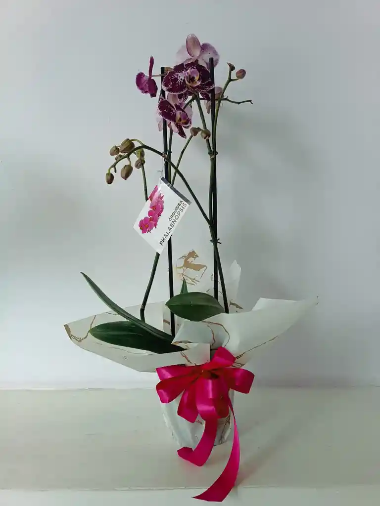 Orquidea Phalaenopsis(falenopsis)