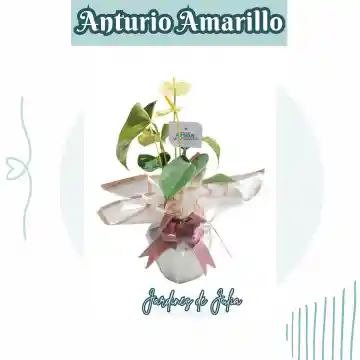 Anturio Amarillo Con Empaque De Lujo