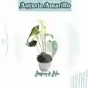 Anturio Amarillo Con Empaque De Lujo