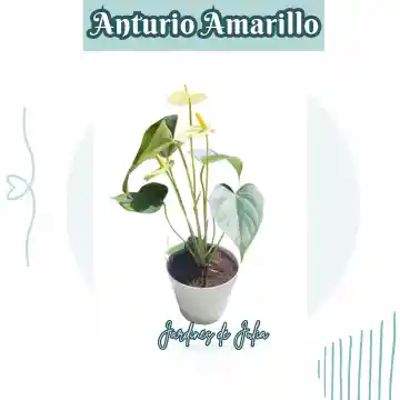 Anturio Amarillo Con Empaque De Lujo