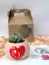 Bomba Love