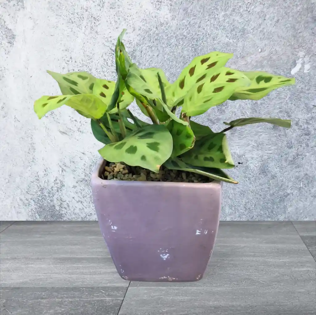 Calathea En Matera De Ceramica Lila