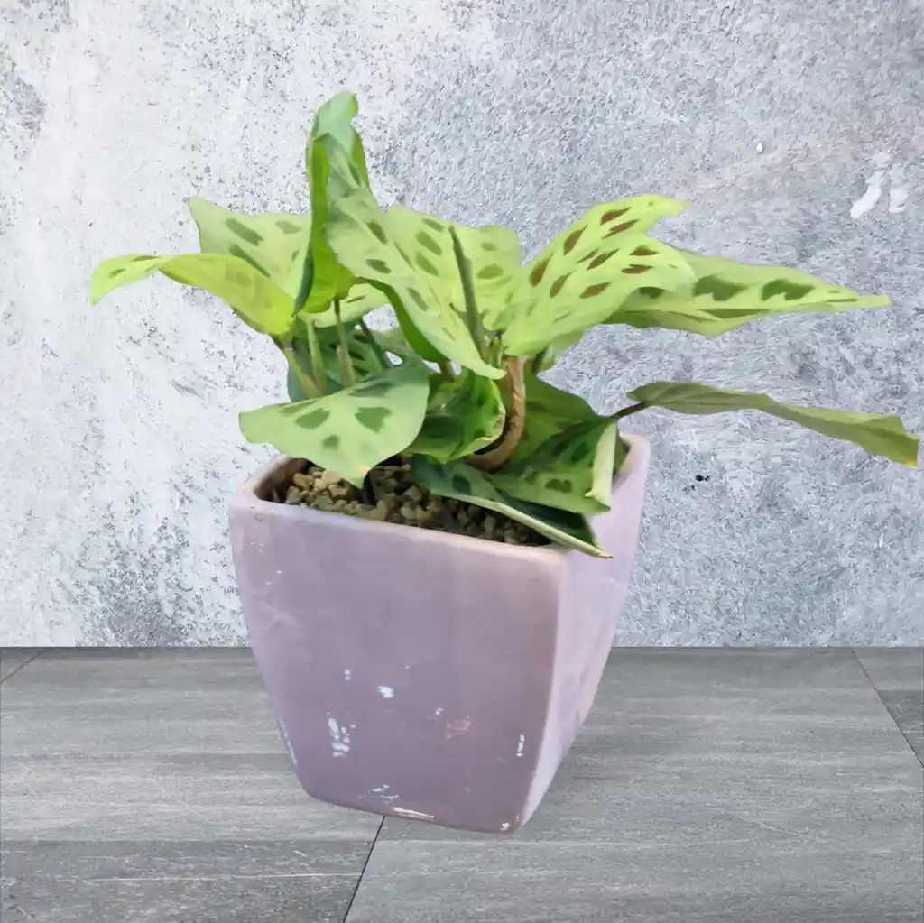 Calathea En Matera De Ceramica Lila