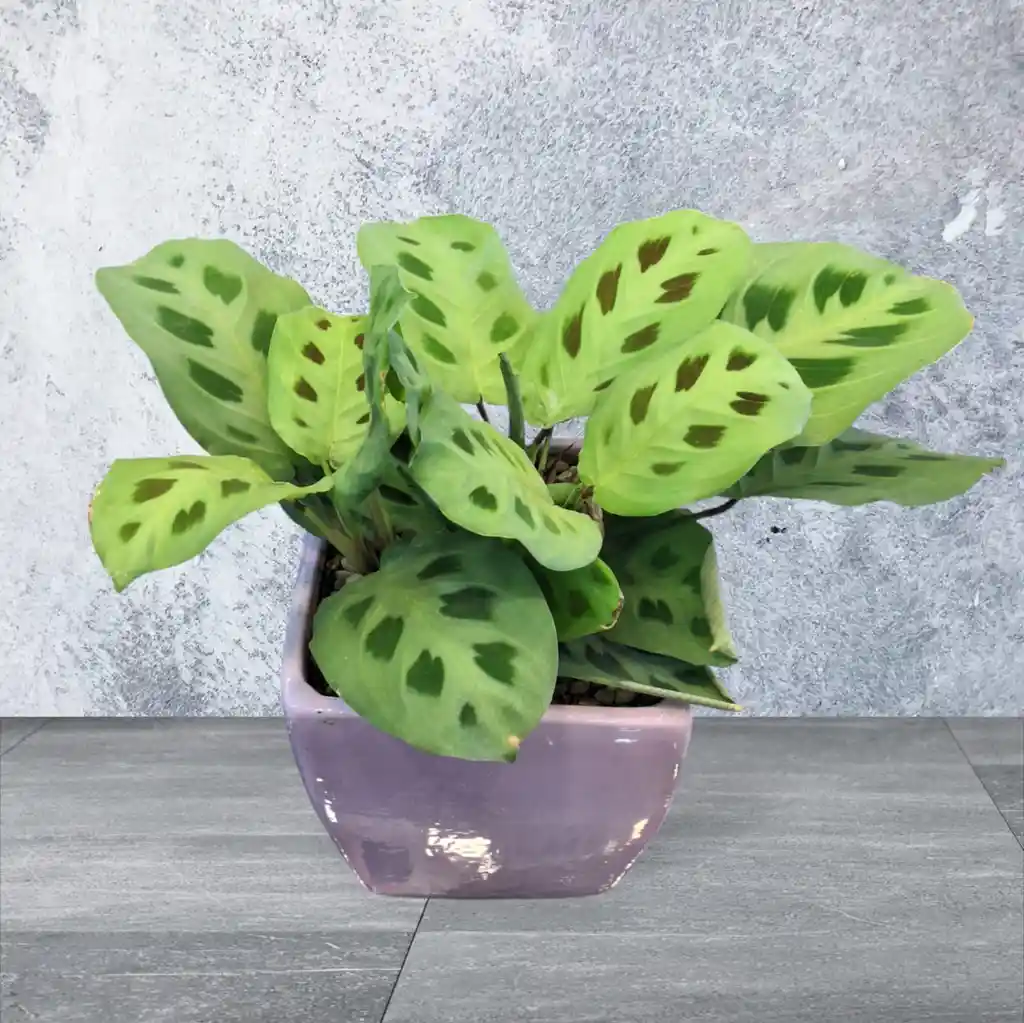 Calathea En Matera De Ceramica Lila