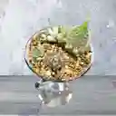 Terrario Jardín Martini