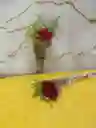 Promo Solitario De Rosa Natural