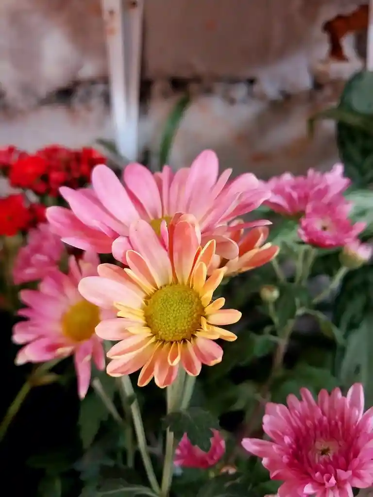 Flores Variadas Por Unidad En Matera Plástica - Detalle Con Amor Para Regalo En Fecha Especial, Amor Y Amistad, Cumpleaños, Aniversario, Condolencias, Graduación, Felicitación Y Agradecimiento.