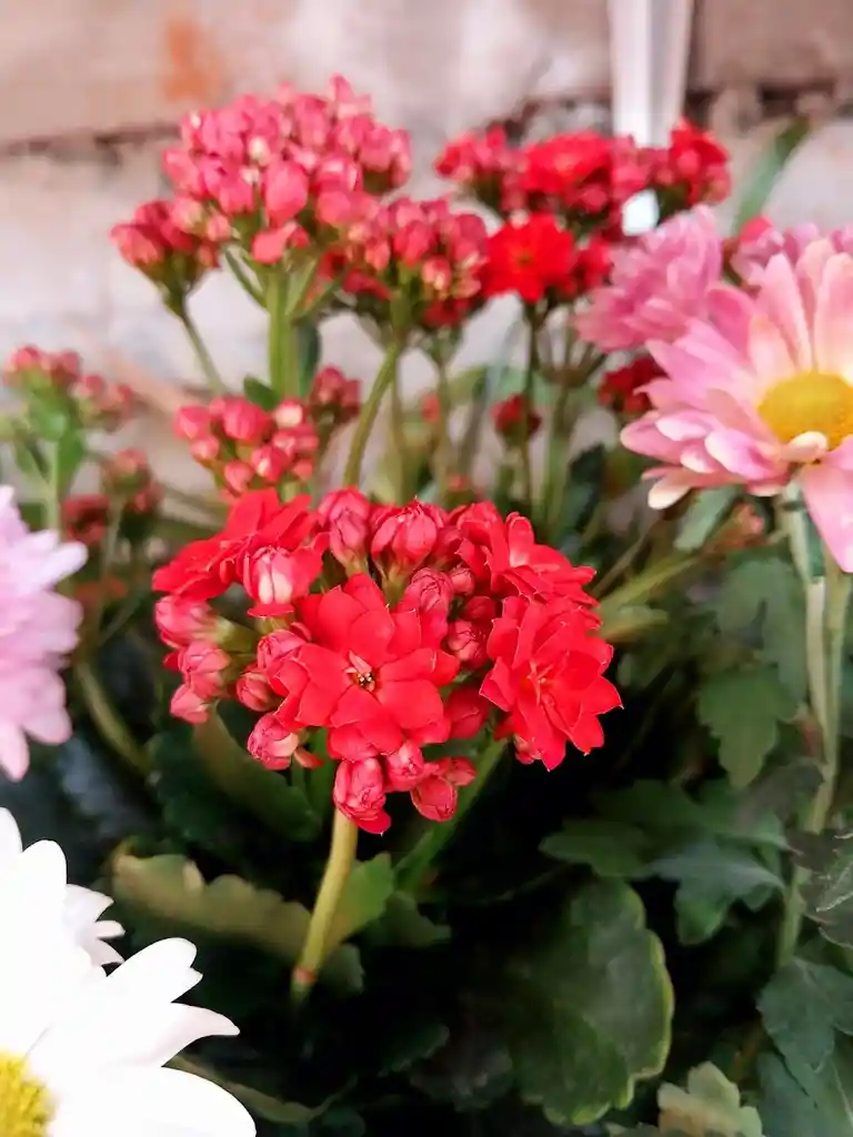 Flores Variadas Por Unidad En Matera Plástica - Detalle Con Amor Para Regalo En Fecha Especial, Amor Y Amistad, Cumpleaños, Aniversario, Condolencias, Graduación, Felicitación Y Agradecimiento.