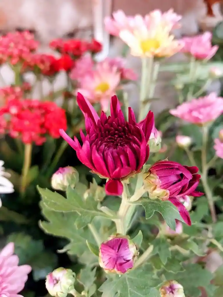 Flores Variadas Por Unidad En Matera Plástica - Detalle Con Amor Para Regalo En Fecha Especial, Amor Y Amistad, Cumpleaños, Aniversario, Condolencias, Graduación, Felicitación Y Agradecimiento.