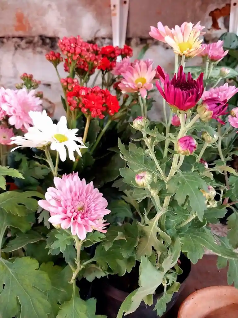 Flores Variadas Por Unidad En Matera Plástica - Detalle Con Amor Para Regalo En Fecha Especial, Amor Y Amistad, Cumpleaños, Aniversario, Condolencias, Graduación, Felicitación Y Agradecimiento.