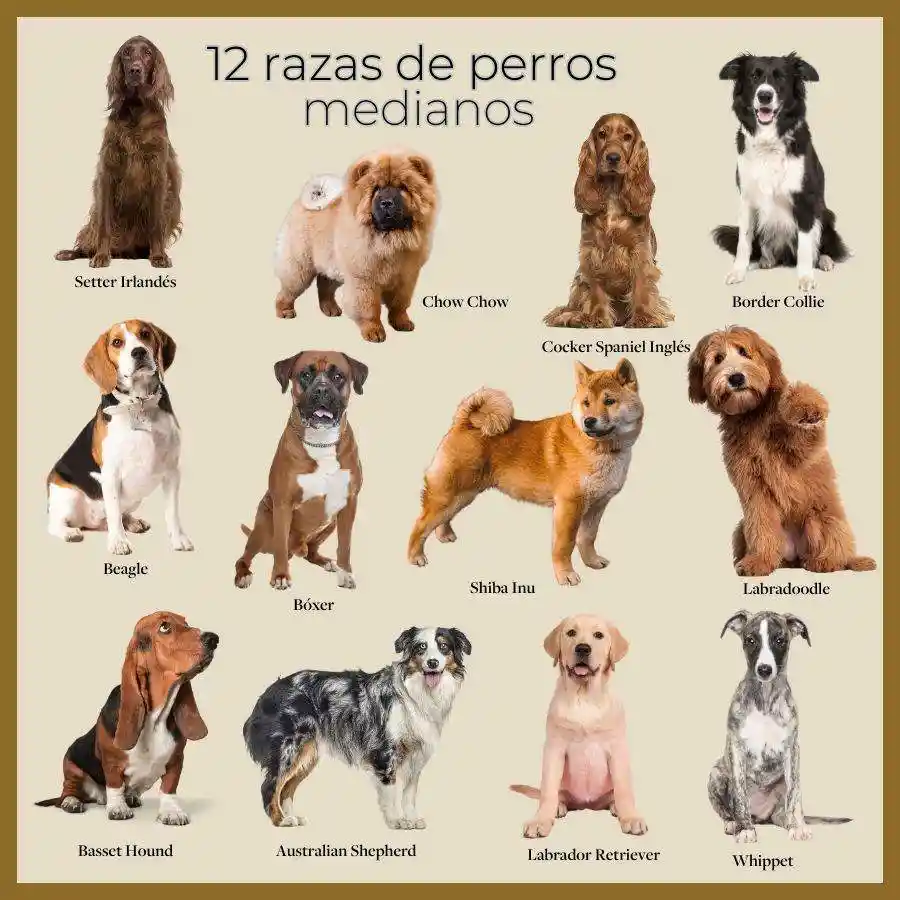 Kit Perruno Raza Grande