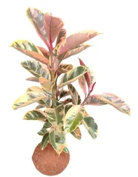 Kokedama Caucho