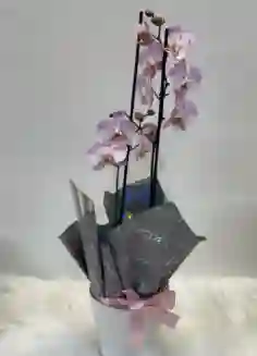 Planta Phalaenopsis