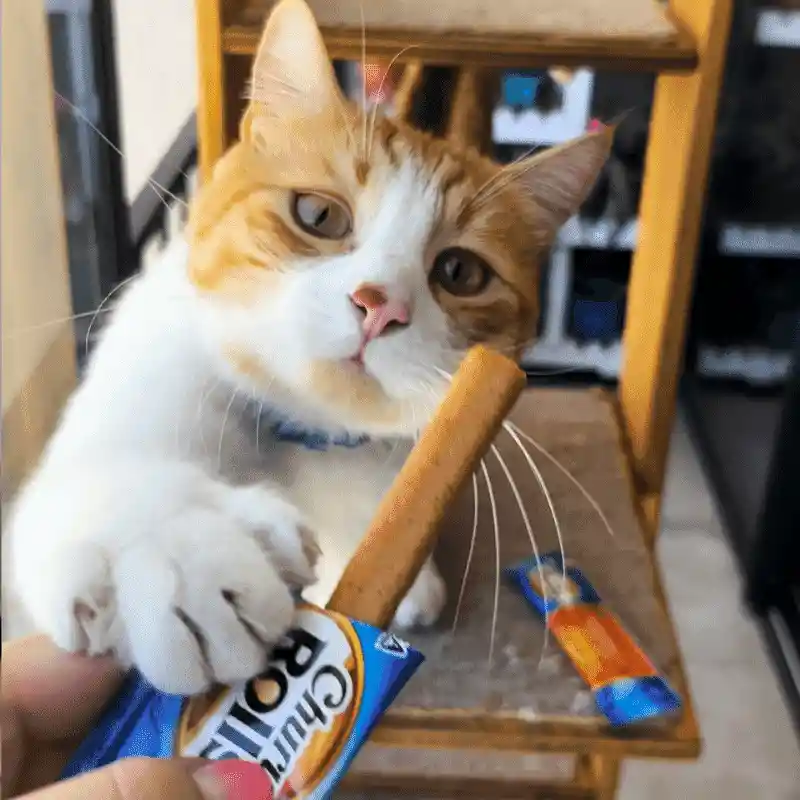 Churu Rolls Gato Atun Y Vieira Churu Cat Rolls Churu Para Gatos Churu
