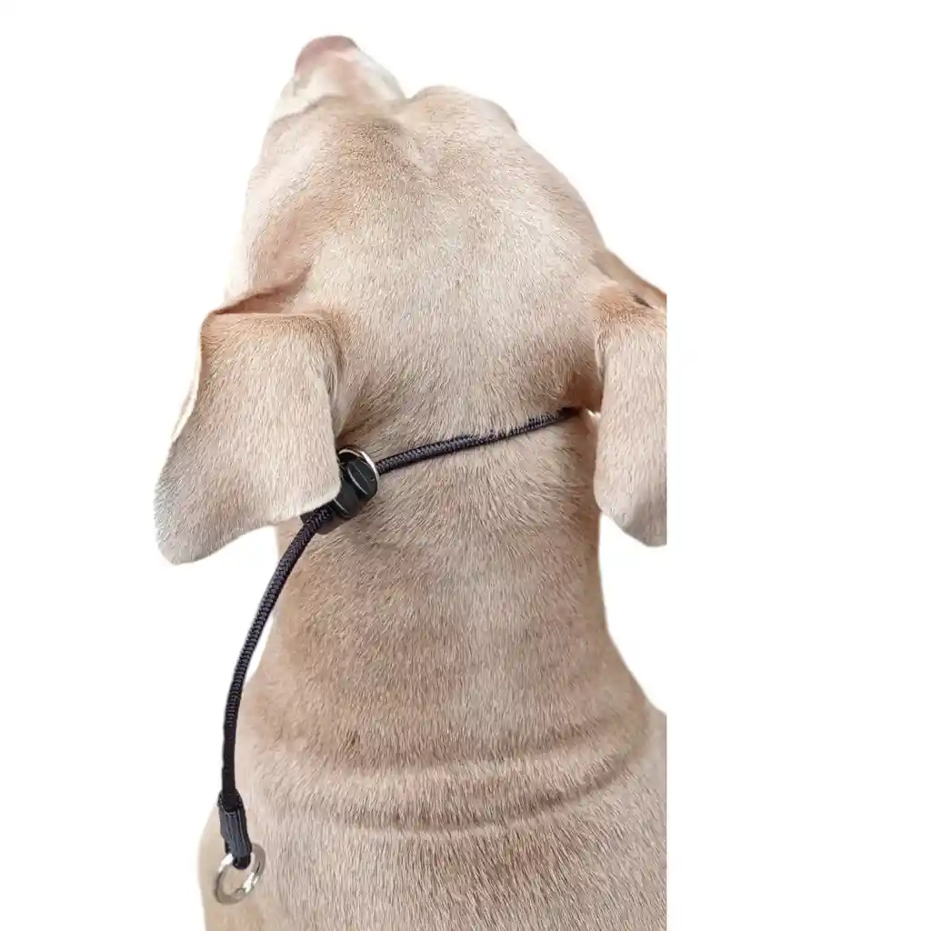 Collar Slinger