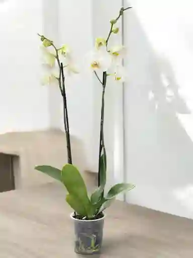 Orquídea Gran Basic - Blanca