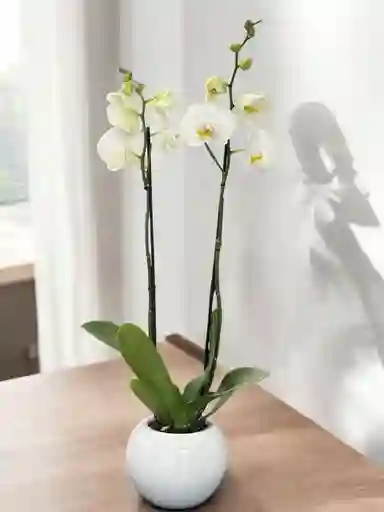 Orquídea Blanca Gran - Incluye Matera