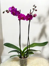 Orquídea Morada Gran Basic