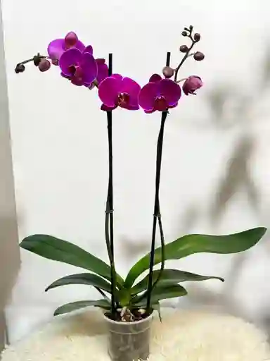 Orquídea Morada Gran Basic