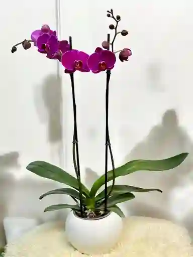 Orquídea Morada Gran - Incluye Matera